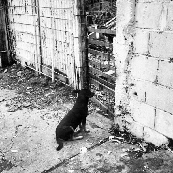 Parceria quer humanizar atendimento a animais de rua e abandonados em Rondonpolis