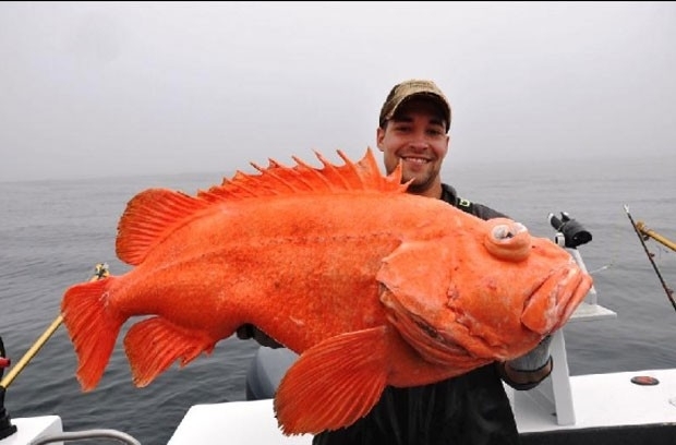 Eric Christopher Otte quebrou o recorde ao fisgar um peixe-rocha-vermelho de 18,46 quilos (Foto: Divulgao/IGFA)