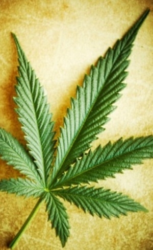 Cannabis  o gnero da planta da maconha