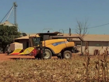 Em Diamantino, produtor parou colheita de milho por falta de espao em armazns