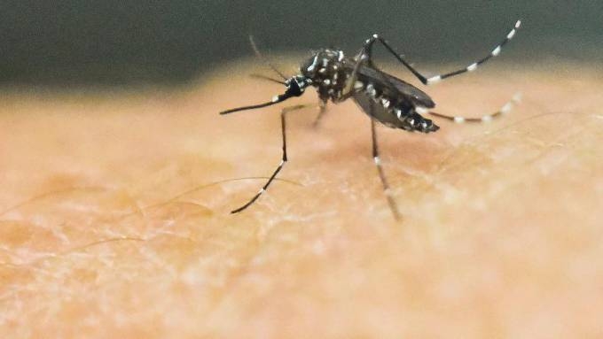 Atualmente no existe vacina ou tratamento para o zika, e a doena muitas vezes  assintomtica, segundo o CDC. O vrus  transmitido pelo 'Aedes aegypti'