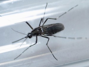 Mosquito aedes aegypti, vetor de doenas como dengue, febre amarela, chikungunya e zika