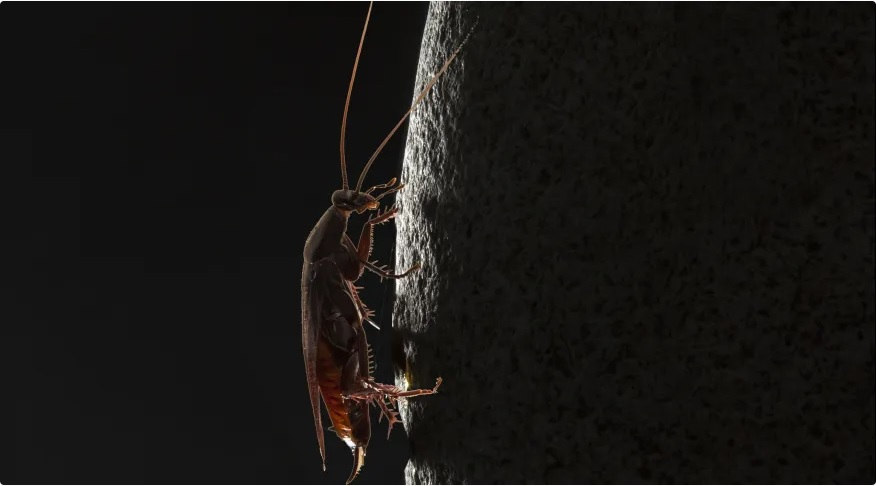 Estudos de fsseis de baratas demonstram que estes insetos mudaram pouco ao longo da evoluo