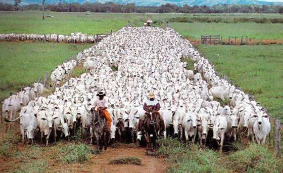 O Estado de Mato Grosso tem o maior rebanho de bovinos do Pas