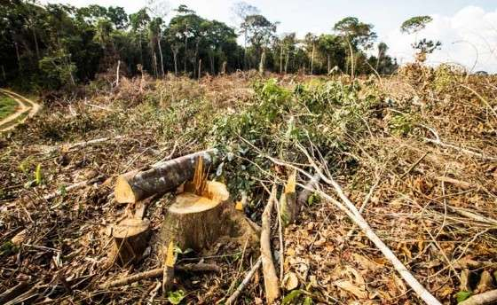 O estudo expe a relao entre desmatamento e segurana hdrica no bioma considerado bero das guas do Brasil