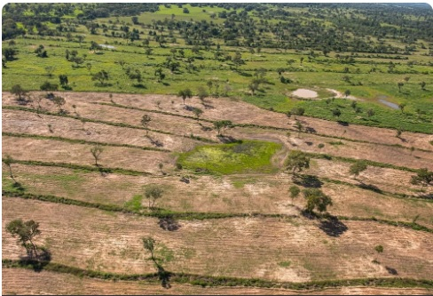 MT segue em 3 lugar no ranking do desmatamento, conforme estudo do MapBiomas  Foto: Gustavo Figueira/SOS Pantanal