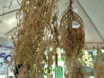 P de soja cultivado em Santa Carmen j foi para o livro dos recordes (Foto: Reproduo/TVCA