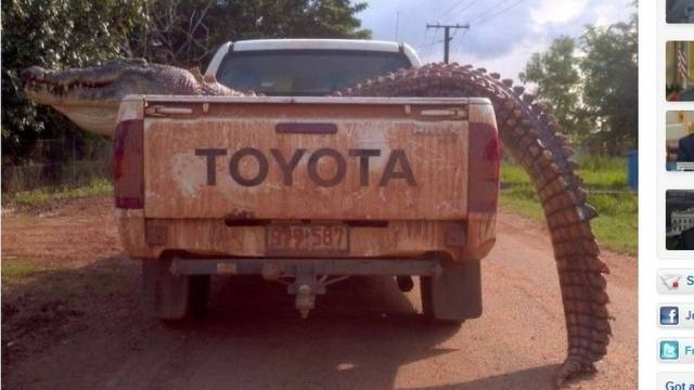 Crocodilo gigante de 4,5 metros capturado na Austrlia mal cabia na caminhote Foto: Reproduo / ABC News