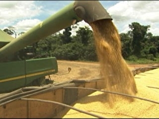 Produo de soja alcanou mais de 70% da rea.