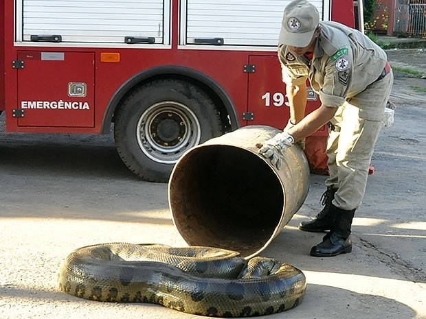 Cobra de 6 metros foi flagrada se alimentado de cachorro em Vrzea Grande (Foto: Tita Mara Teixeira/G1)