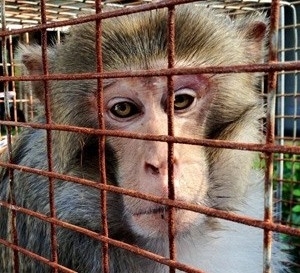 Macaco foi encontrado depois de trs anos (Foto: AP)