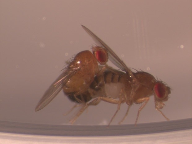 Cpula entre duas moscas (Foto: Divulgao)