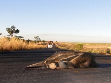 Tamandu foi encontrado atropelado em rodovia de Mato Grosso (Foto: Divulgao/ PRF)