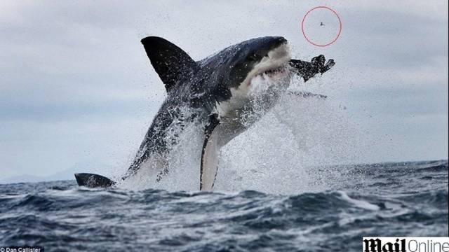 O tubaro perdeu um dente