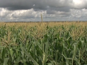 Supersafra de milho depende de clima no estado. (Foto: Reproduo/TV Morena)