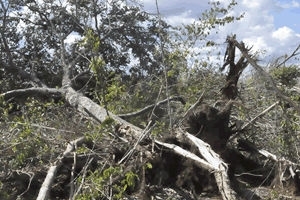 Alta Floresta figurou por anos na lista dos maiores desmatadores