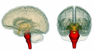 O tronco cerebral reagiu mais no caso de estudantes capazes de falar duas lnguas, dizem pesquisadores