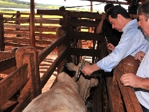 Produtores gastam mais com a vacinao do gado