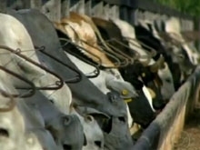 MT aumentou confinamento de gado.