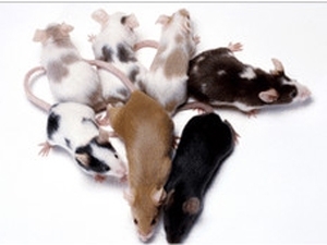 Troca gentica gera ratos que resistem a venenos
