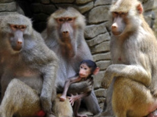 Cientistas temem que experimentos com transplante de clulas criem anomalias, como macacos