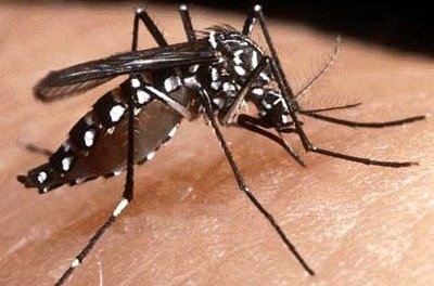 Mato Grosso j tem cinco mortes por dengue.