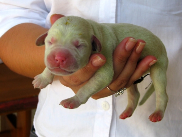 Apelidado de Hulk, filhote de labrador nasceu com a colorao esverdeada em Mairinque