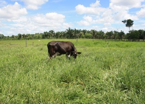 O gado pasta em uma pequena rea que recebe tratamento especial com o objetivo de manter o pasto sempre disponvel para
