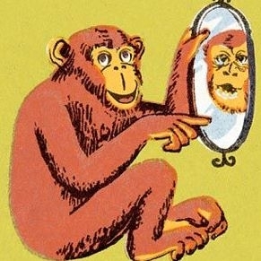 Quando macacos observam o reflexo das genitlias, observam com mais ateno e conseguem reconhecer-se