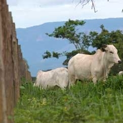 Barreiras fixas e mveis impedem a entrada irregular, principalmente, de bovinos, no Estado