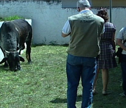Pacientes observam touro invasor em quintal de UBS