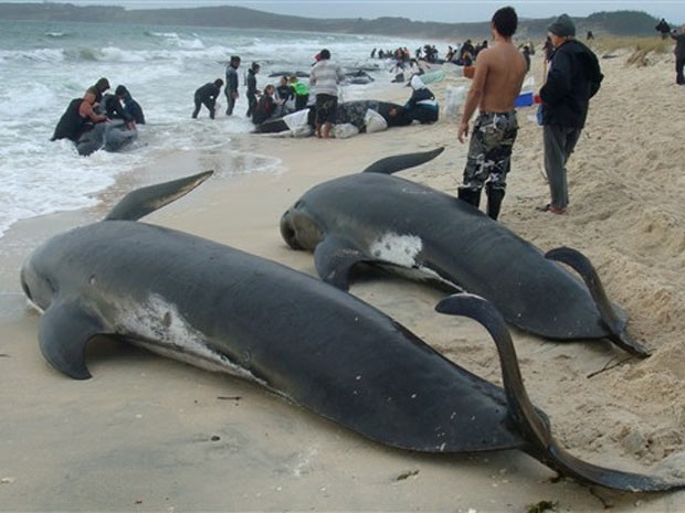 Baleias mortas em praia de Karikari, no norte da Nova Zelndia. 58 animais morreram e outros 15 esto atolados no local