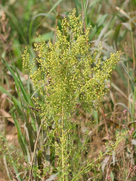 Planta 'Artemisia annua', a losna, utilizada para tratar a malria