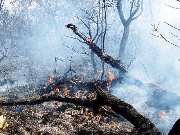 Incndio destruiu vegetao da terra indgena Pareci (MT). (Foto: Niclio Silva/Ibama-MT)