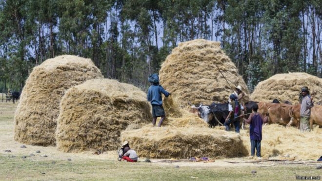 A colheita do teff na Etipia: gro comumente consumido no pas virou moda em pases ocidentais