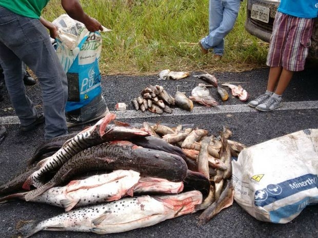 Mais de 390 kg de pescado foram apreendidos em uma caminhonete