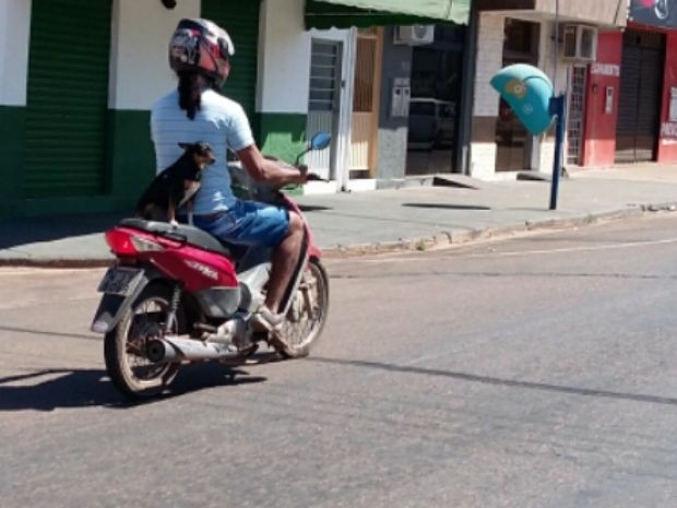 Co de pequeno porte se equilibra e no cai de motocicleta