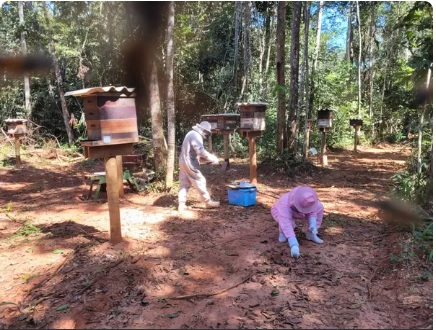 Indea encontra ao menos 1 milho de abelhas mortas em trs propriedades rurais  Foto: Indea/MT