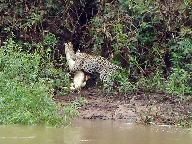 Ona capturou jacar s margens de rio no Pantanal (Foto: Juliano Macedo/ VC no G1)