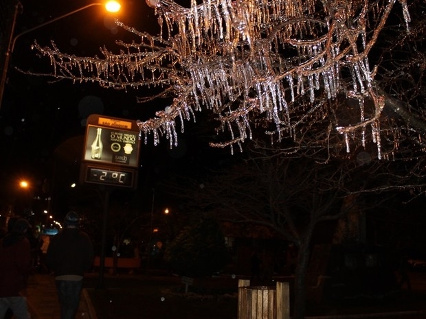 rvores congelaram nesta madrugada com o frio intenso, em So Joaquim (Foto: Dionata Costa/So Joaquim Online)