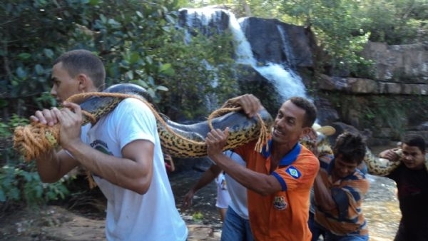 A sucuri sendo retirada da cachoeira