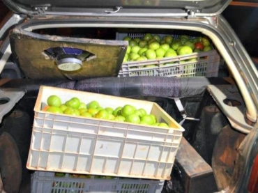 Caixas de tomates furtados estavam em carro (Foto: MT Notcias)