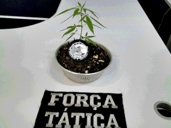 P de maconha foi encontrada em casa de rapaz (Foto: Assessoria CR 2/ PM-MT)