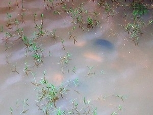 Carro ficou submerso no Lago Corumb (Foto: Reproduo/ TV Anhanguera)