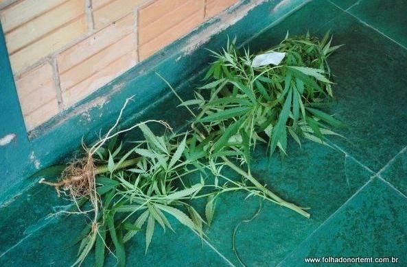 Ps de maconha cultivados no fundo de um quintal