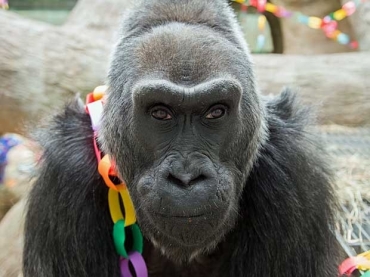 Fotgrafo: Grahm S. Jones / Columbus Zoo / Via AP Photo