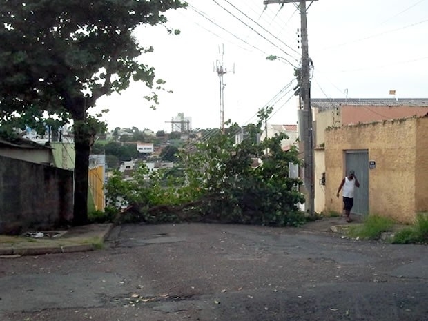 rvore caiu com a fora do vento no bairro Aras em Cuiab e obstruiu rua (Foto: Marcy Monteiro Neto/G1)