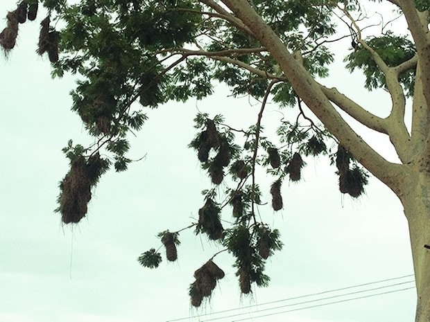 Ninhos de japura chamam a ateno de motoristas que passam por avenida (Foto: Kelly Martins/G1)