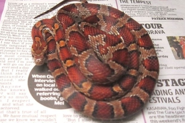 Cobra foi encontrada no parapeito de janela de apartamento. (Foto: Divulgao/SPCA)