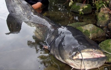 Peixe-gato de 2,16 metros que foi capturado em rio alemo. Espcie estaria provocando desequilbrio no rio Isen. 